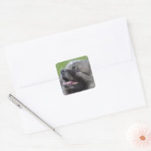 Adorable Keeshond Quadratischer Aufkleber (Umschlag)