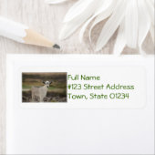 Adorable Kid Goat (Insitu)