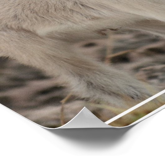 Adorable Kid Goat Poster (Ecke)