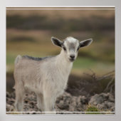 Adorable Kid Goat Poster (Vorne)