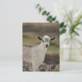 Adorable Kid Goat Postkarte (Stehend Vorderseite)