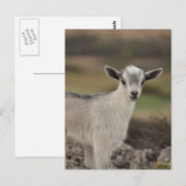 Adorable Kid Goat Postkarte (Vorne/Hinten)