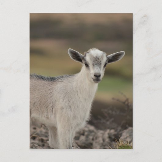 Adorable Kid Goat Postkarte (Vorderseite)