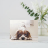 Adorable King Charles Cavalier Spaniel Postcard Postkarte (Stehend Vorderseite)