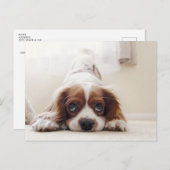 Adorable King Charles Cavalier Spaniel Postcard Postkarte (Vorne/Hinten)