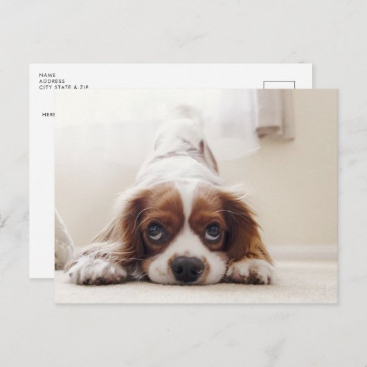 Adorable King Charles Cavalier Spaniel Postcard Postkarte (Vorne/Hinten)