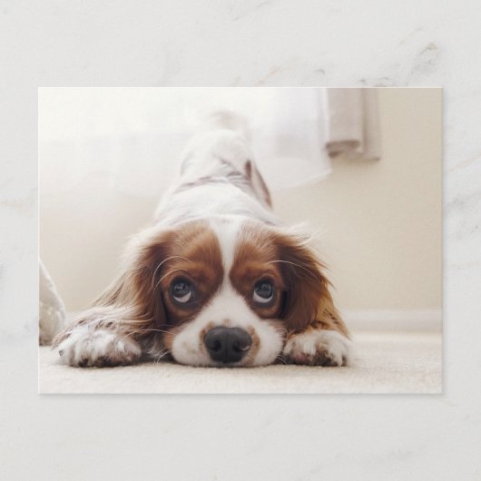 Adorable King Charles Cavalier Spaniel Postcard Postkarte (Vorderseite)