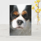 Adorable King Charles Spaniel Grußkarten Karte (Gelbe Blume)