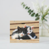 Adorable Kitten Friends Postkarte (Stehend Vorderseite)