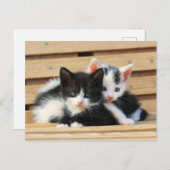 Adorable Kitten Friends Postkarte (Vorne/Hinten)
