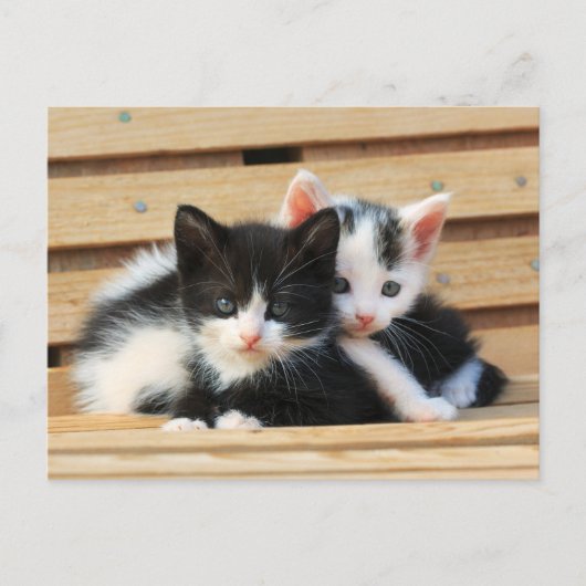 Adorable Kitten Friends Postkarte (Vorderseite)