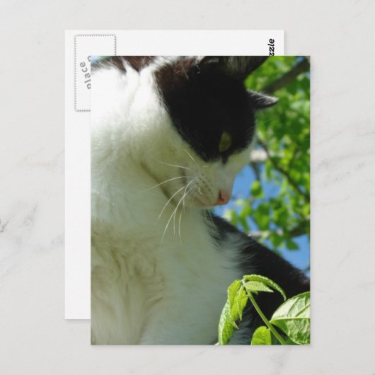 Adorable Kitten in einem Baum Postkarte (Vorne/Hinten)