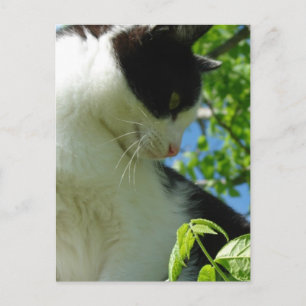 Adorable Kitten in einem Baum Postkarte