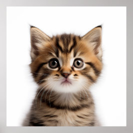Adorable Kitten Poster