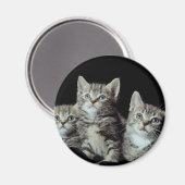 Adorable Kittens Magnet (Vorderseite/Rückseite)
