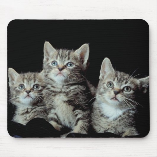 Adorable Kittens Mousepad (Vorne)