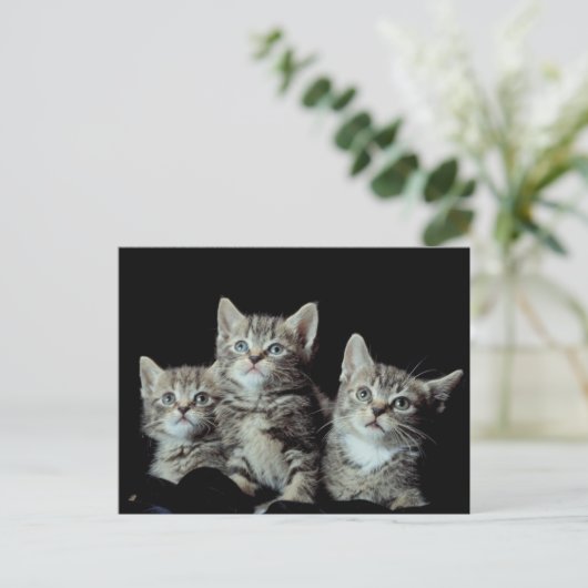 Adorable Kittens Postkarte (Stehend Vorderseite)