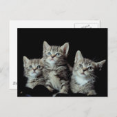 Adorable Kittens Postkarte (Vorne/Hinten)