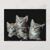 Adorable Kittens Postkarte (Vorderseite)
