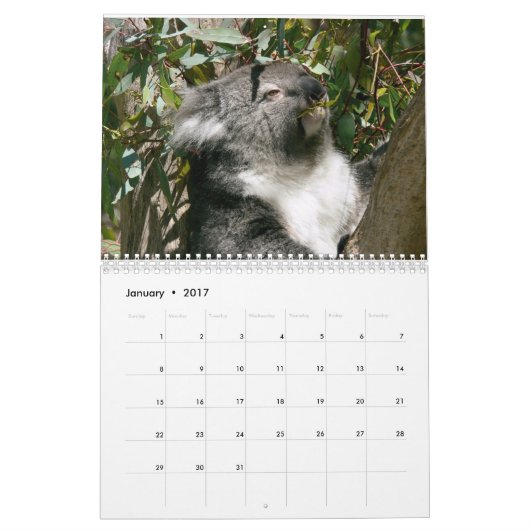 Adorable Koala Bears - Kalender 2016 (Jan 2017)