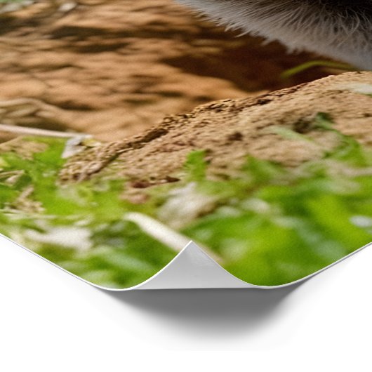 Adorable lächelnde Groundhog Emerging Poster (Ecke)