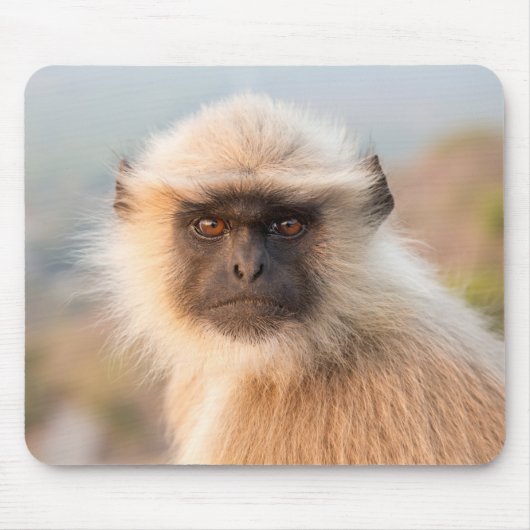 Adorable Langurs Presbytis Entellus Mousepad (Vorne)