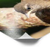 Adorable Little Wren Fotodruck (Ecke)