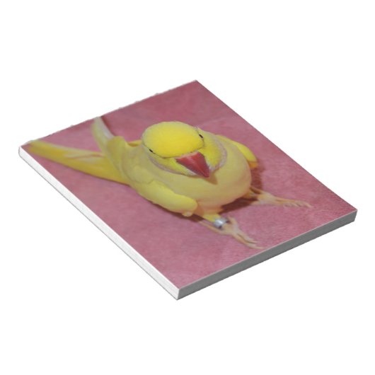 Adorable Lutino Indian Ringneck auf rosa Notizblock (angewinkelt)