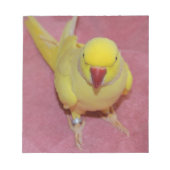 Adorable Lutino Indian Ringneck auf rosa Notizblock (Vorderseite)