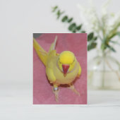 Adorable Lutino Indian Ringneck auf rosa Postkarte (Stehend Vorderseite)
