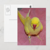 Adorable Lutino Indian Ringneck auf rosa Postkarte (Vorne/Hinten)