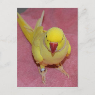 Adorable Lutino Indian Ringneck auf rosa Postkarte