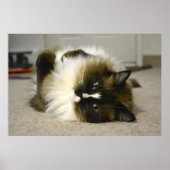 Adorable Manx Ragdoll Cat Poster (Vorne)