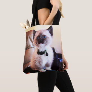 Adorable Masked Blue Mit Augen Siam Kitten Foto Tasche