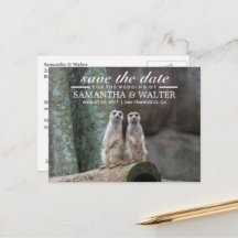 Adorable Meerkats Save the Date