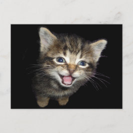 Adorable Meining Kitten Cat Postkarte