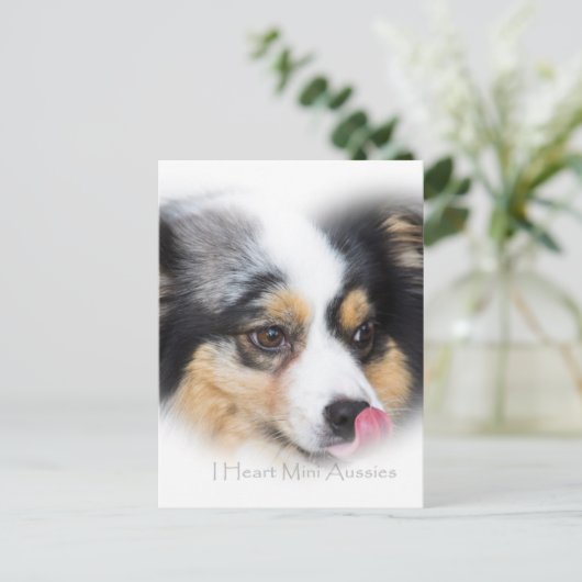 Adorable Mini Aussie Geschenksortiment Postkarte (Stehend Vorderseite)