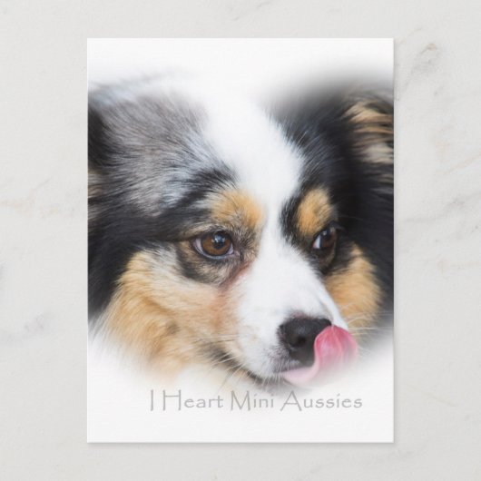 Adorable Mini Aussie Geschenksortiment Postkarte (Vorderseite)