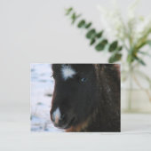 Adorable Mini Horse Fill Postkarte (Stehend Vorderseite)