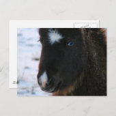 Adorable Mini Horse Fill Postkarte (Vorne/Hinten)