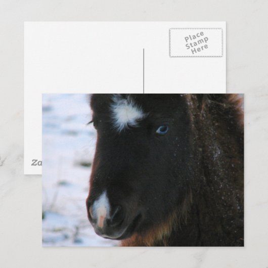 Adorable Mini Horse Fill Postkarte (Vorne/Hinten)
