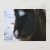 Adorable Mini Horse Fill Postkarte (Vorderseite)