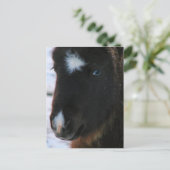 Adorable Mini Horse Fill Postkarte (Stehend Vorderseite)