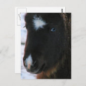 Adorable Mini Horse Fill Postkarte (Vorne/Hinten)