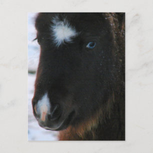 Adorable Mini Horse Fill Postkarte
