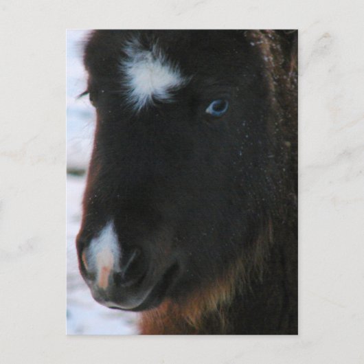 Adorable Mini Horse Fill Postkarte (Vorderseite)
