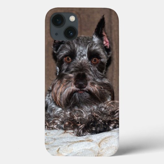 Adorable Mini Schnauzer Portrait auf iPad Case (Rückseite)