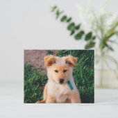 Adorable Mixed Rasse Puppy Postkarte (Stehend Vorderseite)