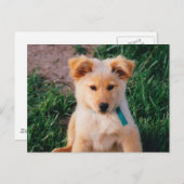 Adorable Mixed Rasse Puppy Postkarte (Vorne/Hinten)