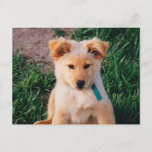 Adorable Mixed Rasse Puppy Postkarte